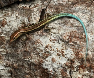 87527-Jan_Digest-AC-AustraliaΓÇÖs_Threatened_Species_300 x 250